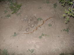 Image of Banded Pampas Snake