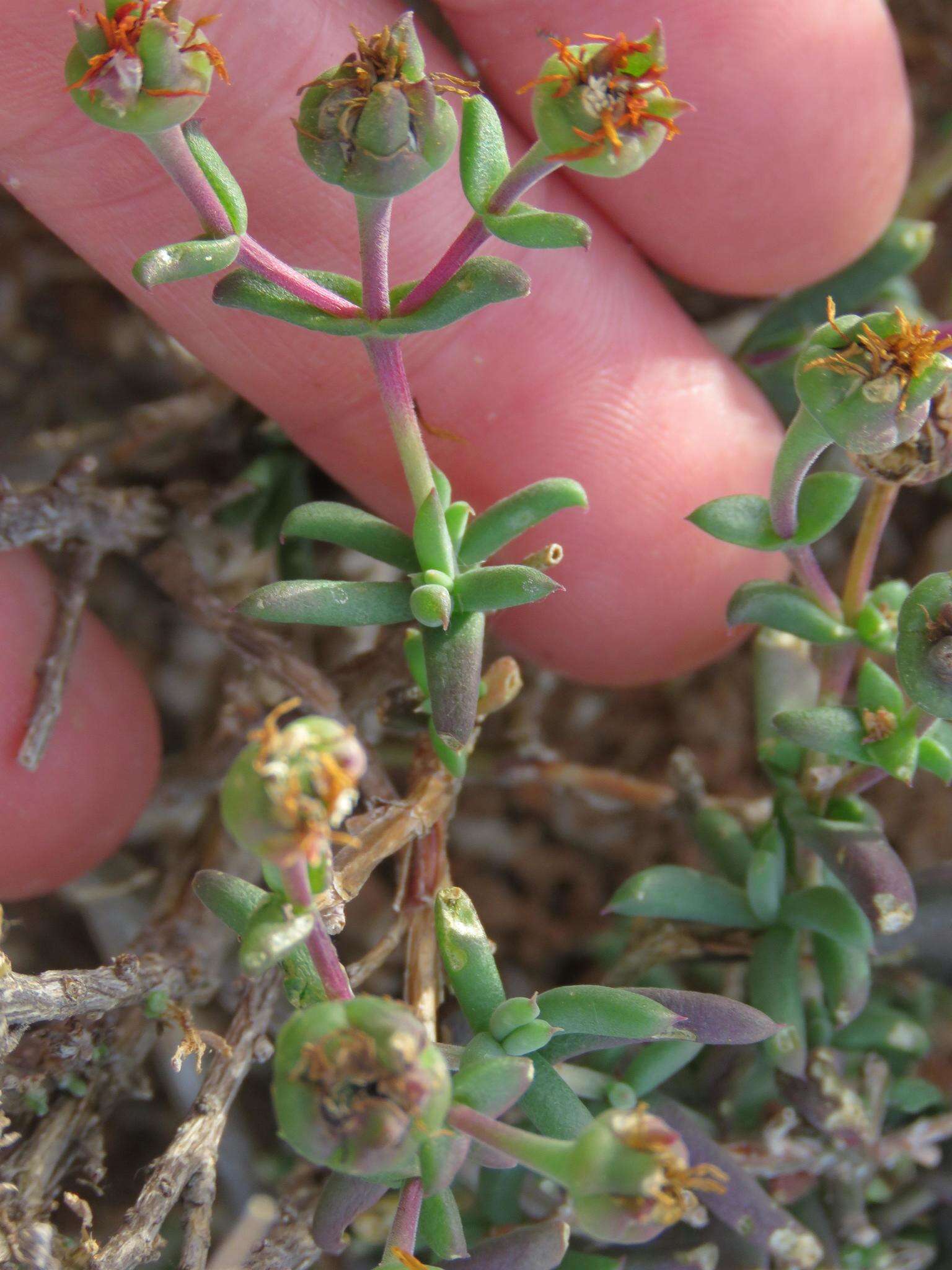 Imagem de Delosperma multiflorum L. Bol.