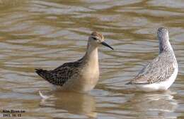 Image of Ruff