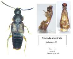 Image of Oxypoda (Oxypoda) acuminata (Stephens 1832)