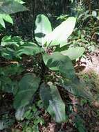 Image of Dieffenbachia longispatha Engl. & K. Krause