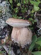 Image of summer cep