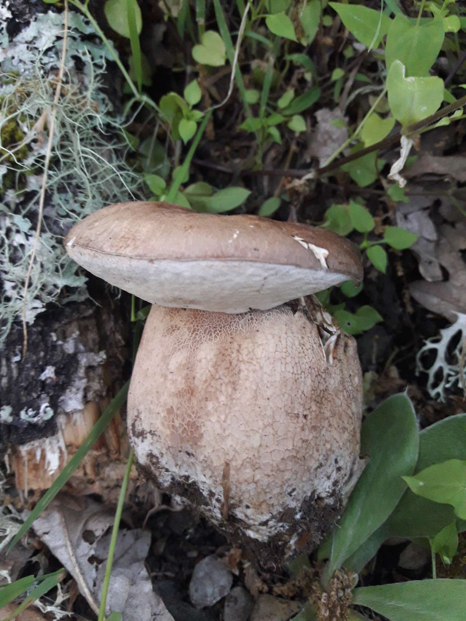 Imagem de Boletus reticulatus Schaeff. 1774