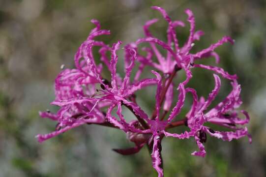 Image of Nerine undulata (L.) Herb.