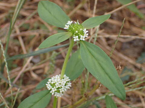 Image of Tropical Girdlepod