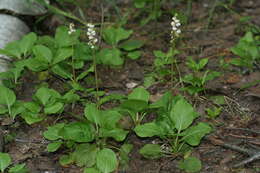 Image of common wintergreen