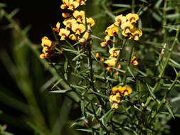 Image de <i>Daviesia <i>ulicifolia</i></i> subsp. ulicifolia