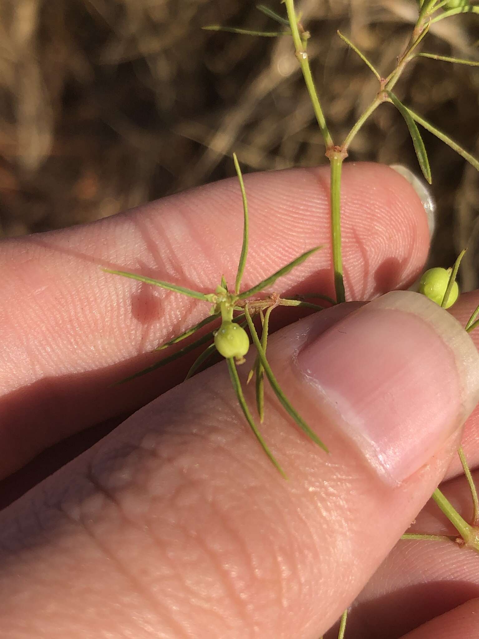 Image of sixangle spurge