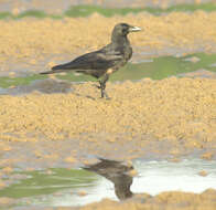 Image of Corvus macrorhynchos osai Ogawa 1905