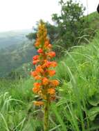 Image de Satyrium neglectum subsp. woodii (Schltr.) A. V. Hall