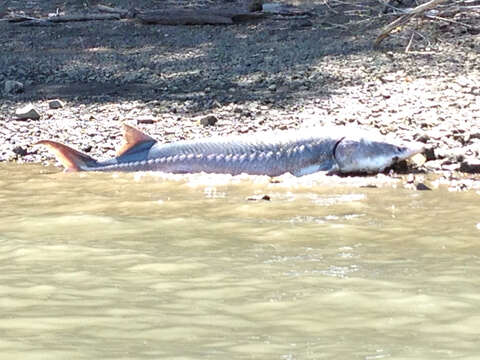 Image of White Sturgeon