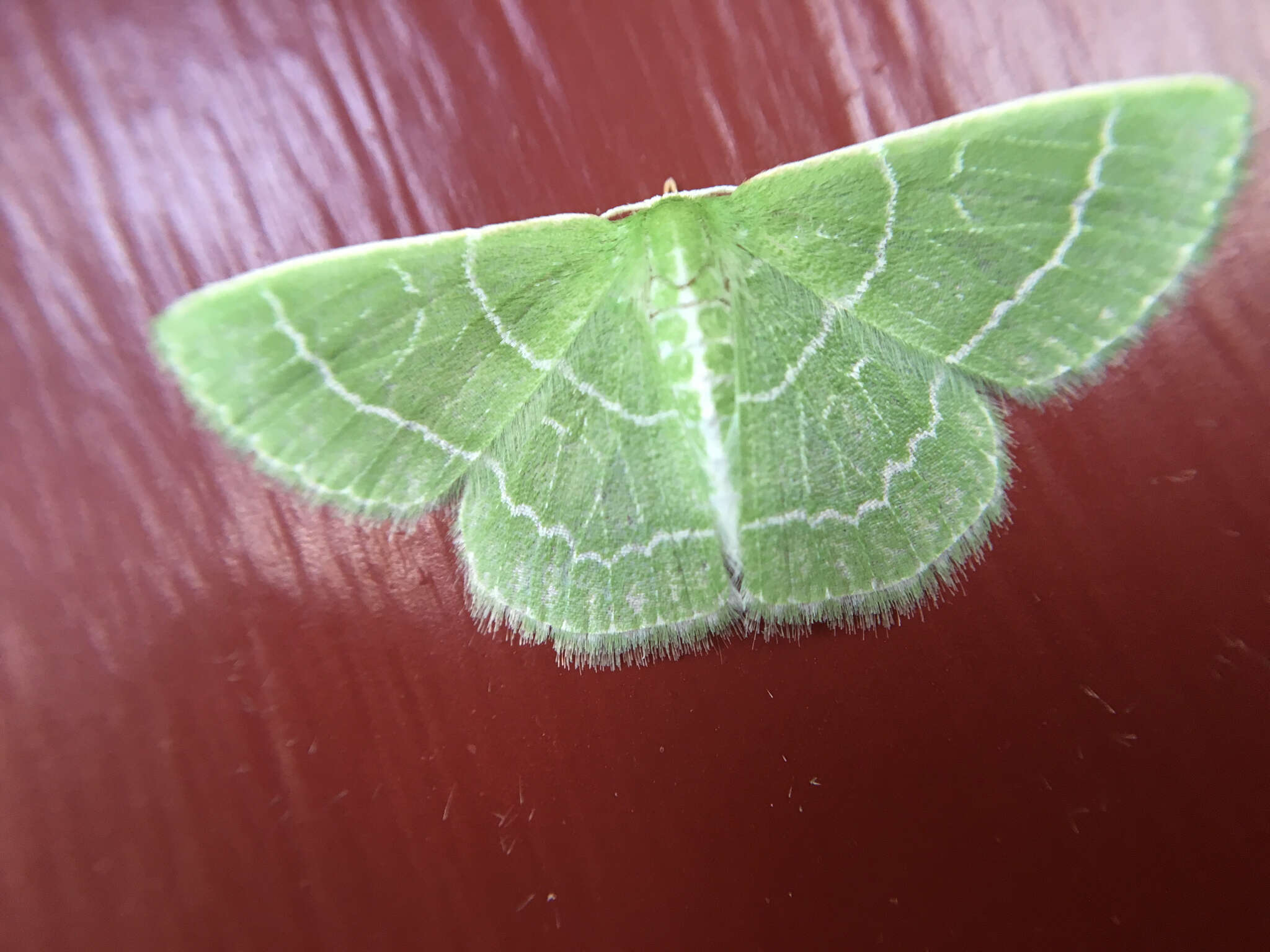 Image of Wavy-lined Emerald