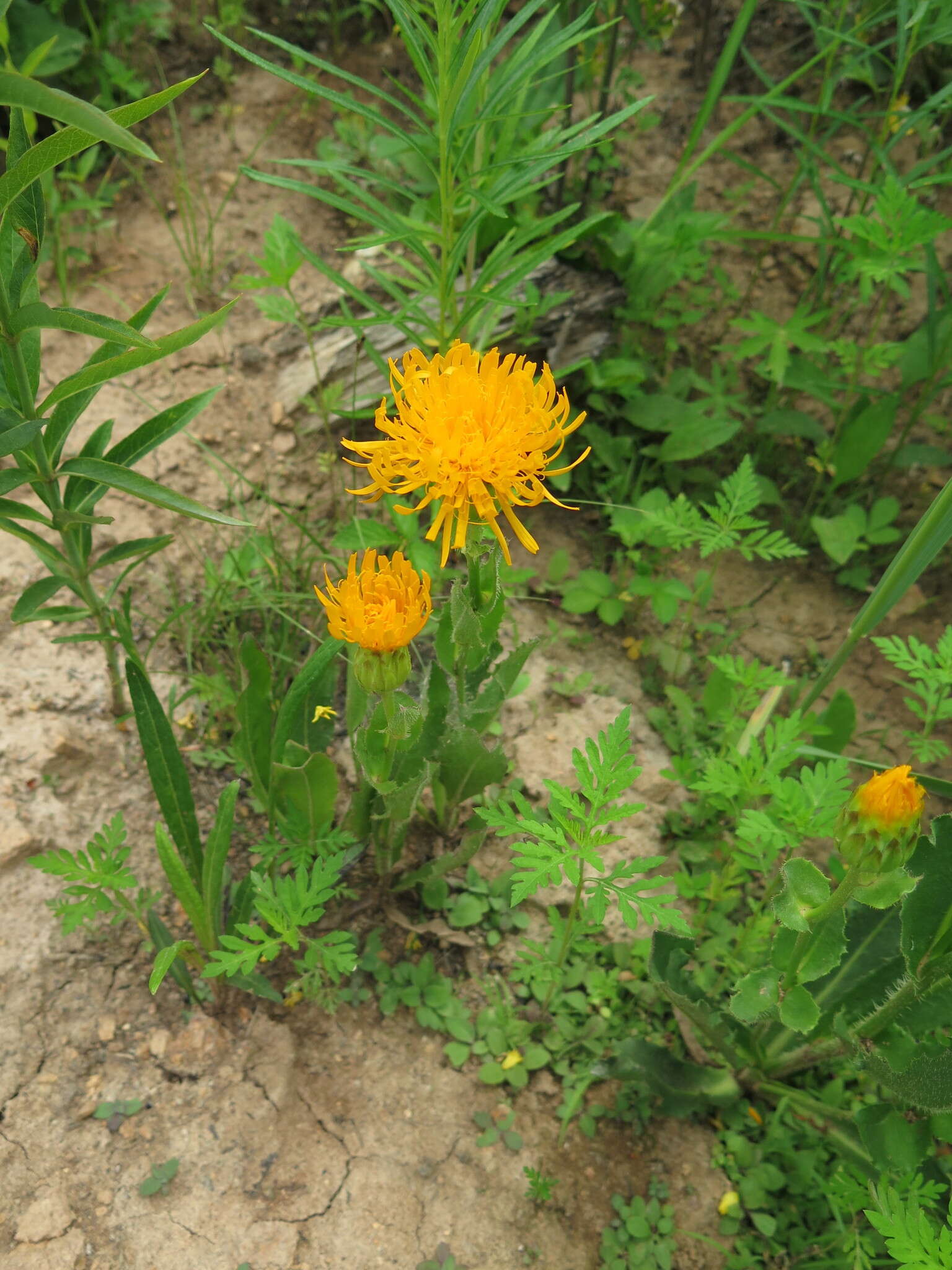 Image of Hypochaeris ciliata (Thunb.) Makino