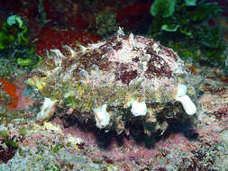 Image of scaly thorny oyster