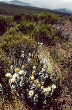 Image of Helichrysum newii Oliv. & Hiern