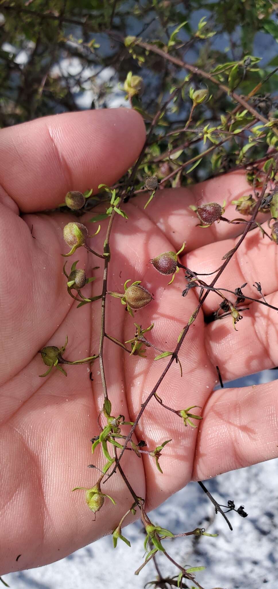 Image of piedmont blacksenna