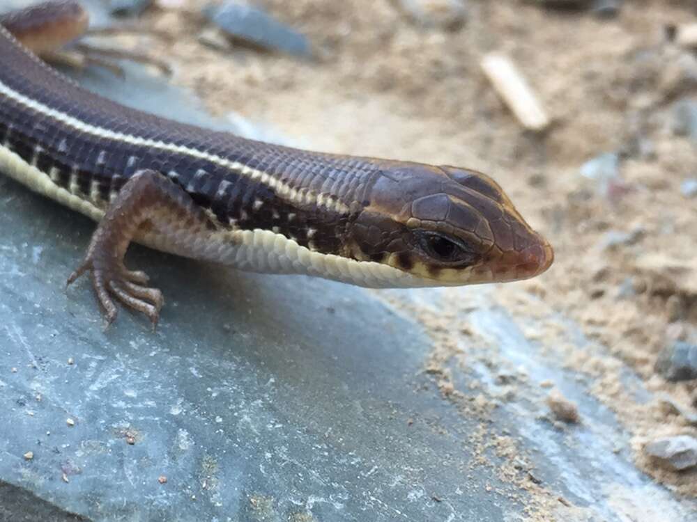 Image of Karoo Plated Lizard