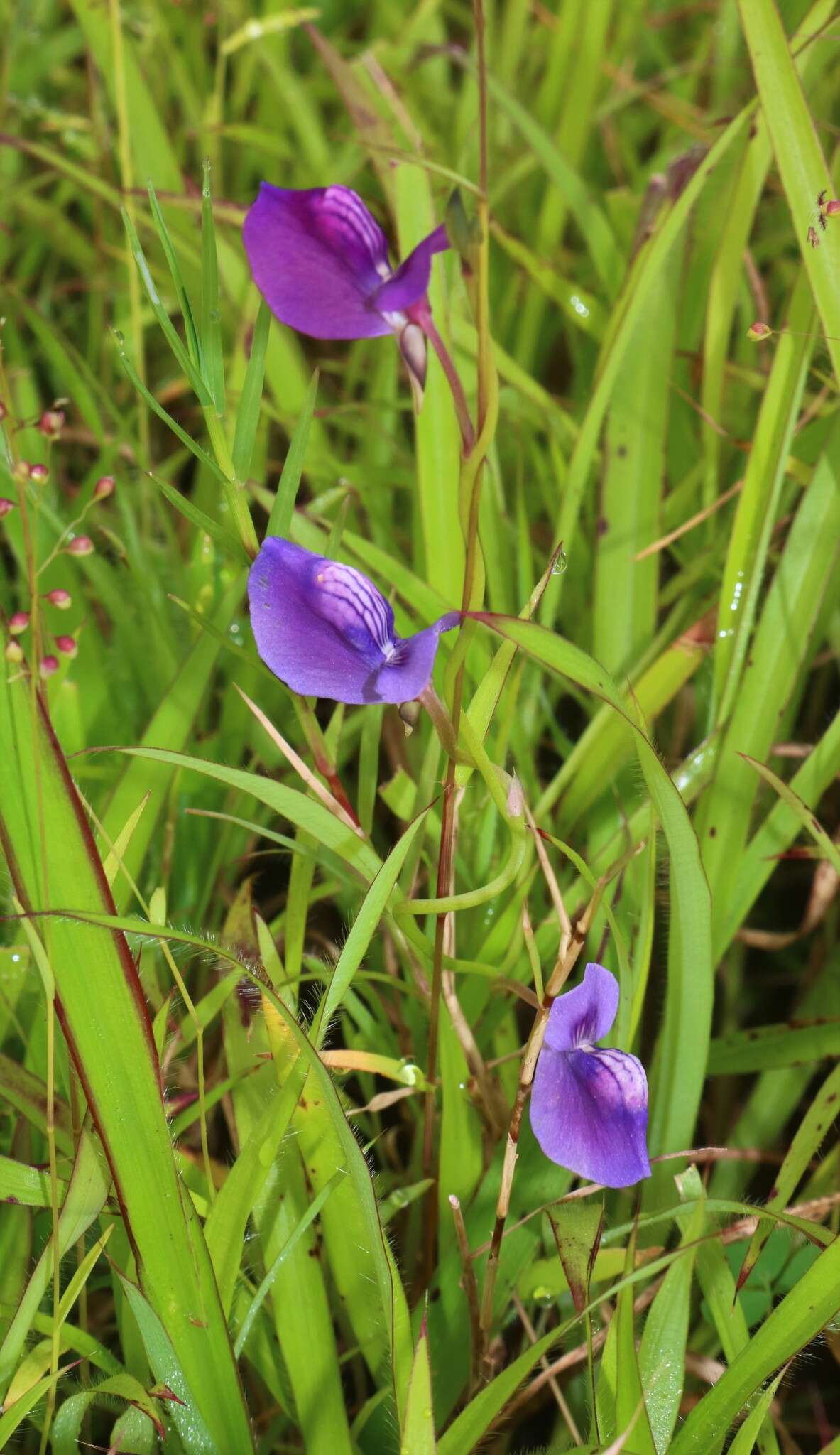 Image of Net Veined Bladderwort