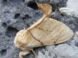 Image of Phalerodonta bombycina Oberthür 1881