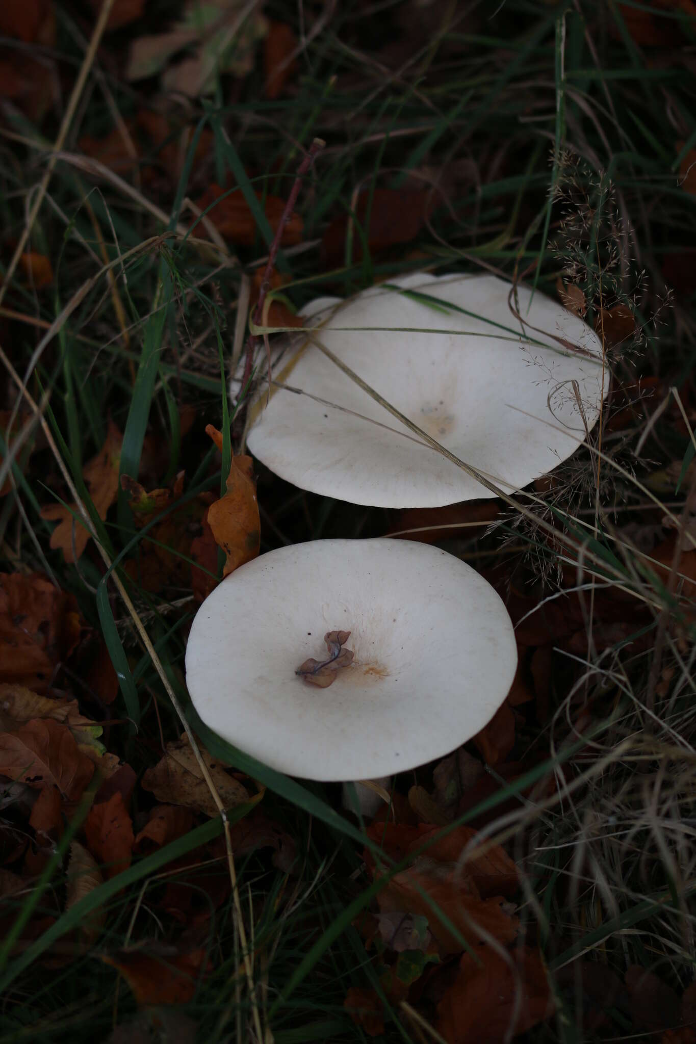 Image of Monk's head