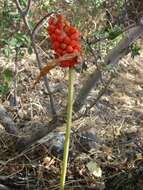 Image of Arum korolkowii Regel