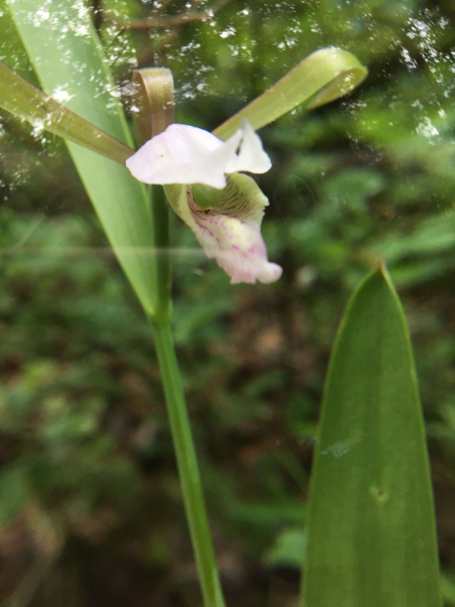 Image of small spreading pogonia