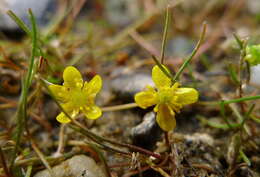 Image of Creeping Spearwort