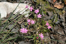 Silene aegyptiaca (L.) L. fil.的圖片