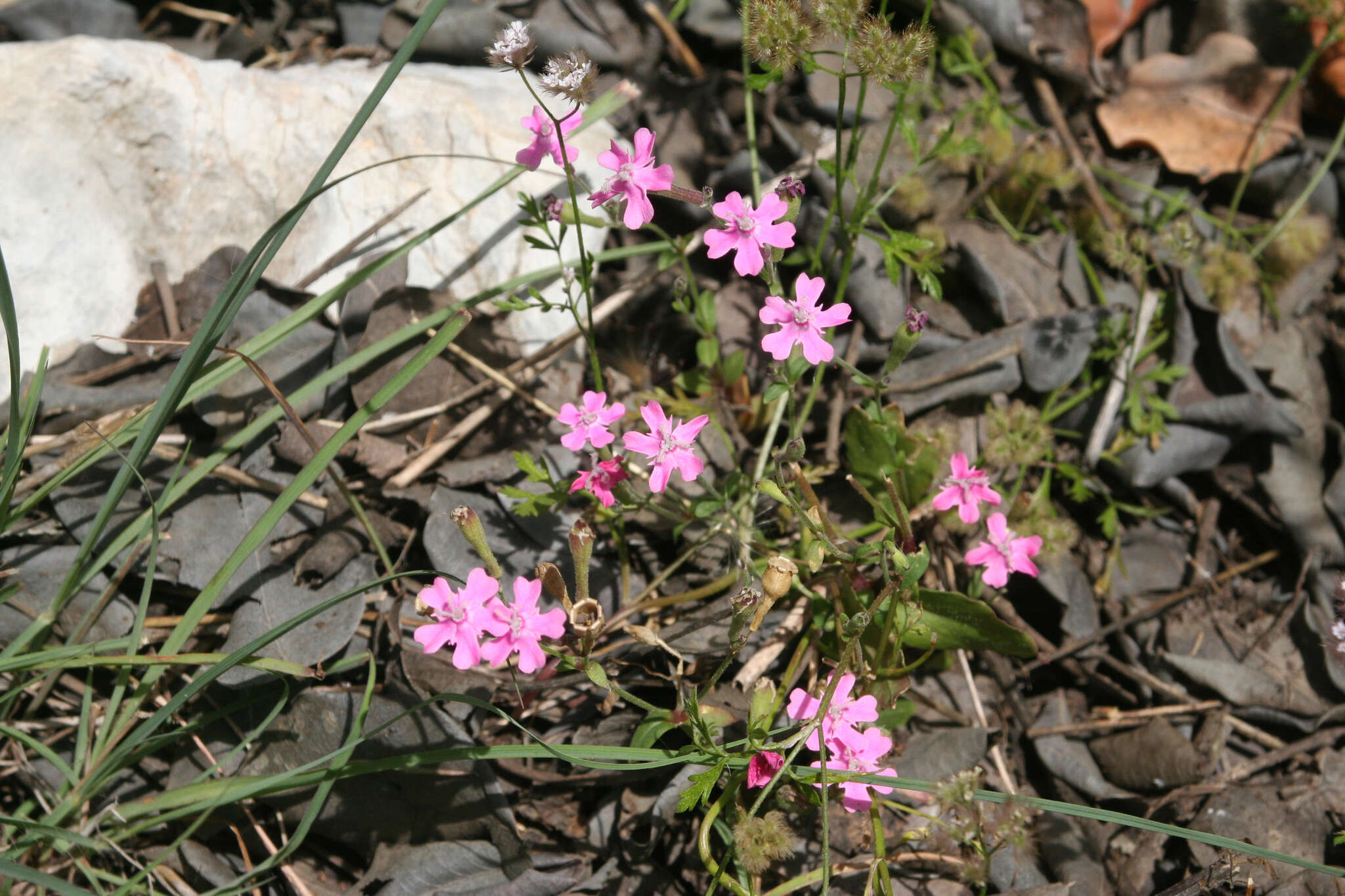 Silene aegyptiaca (L.) L. fil.的圖片