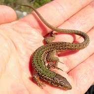 Image of Dalmatian Wall Lizard