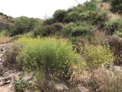 Image of Senecio angustifolius (Thunb.) Willd.