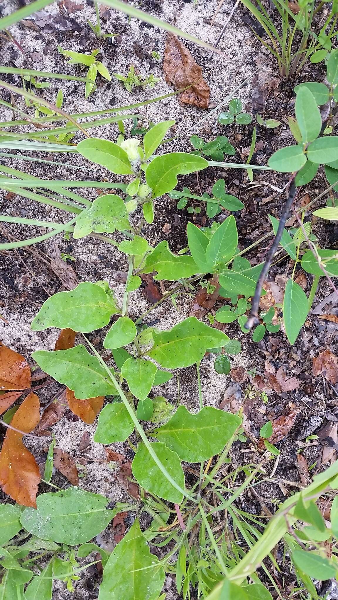 Image of sword groundcherry