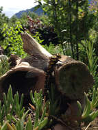 Image of golden-ringed dragonfly