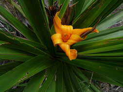 Image of Barbacenia involucrata L. B. Sm.