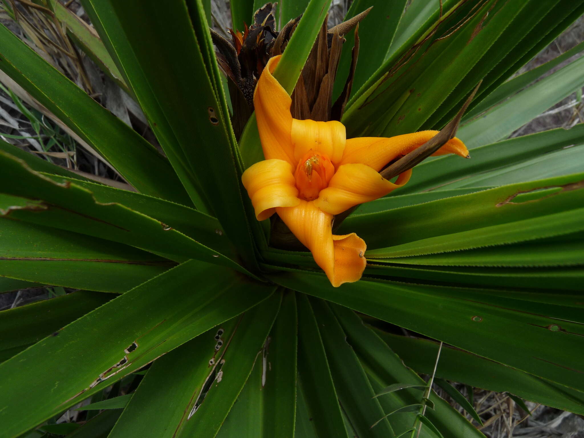 Image of Barbacenia involucrata L. B. Sm.