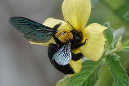 Imagem de Xylocopa flavonigrescens Smith 1854