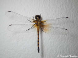 Amphithemis curvistyla Selys 1891 resmi