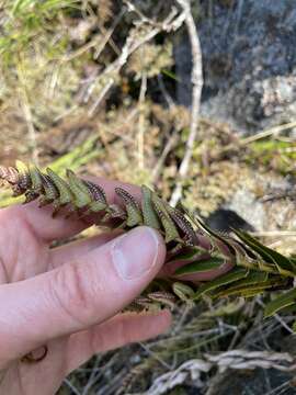 Image of narrowleaf swordfern