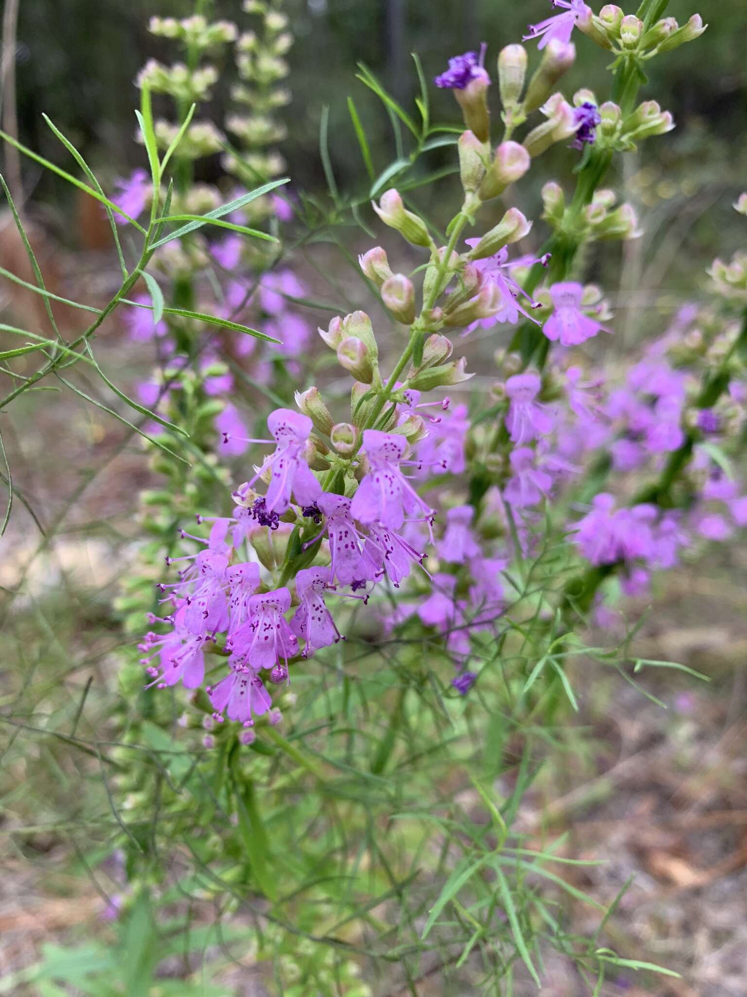 Image of Florida balm