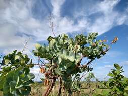 Image of Vochysia elliptica Mart.