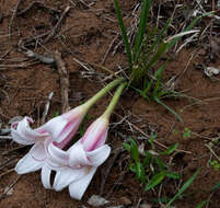 Image of Crinum acaule Baker