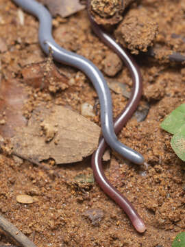 Image of White-headed Blind Snake