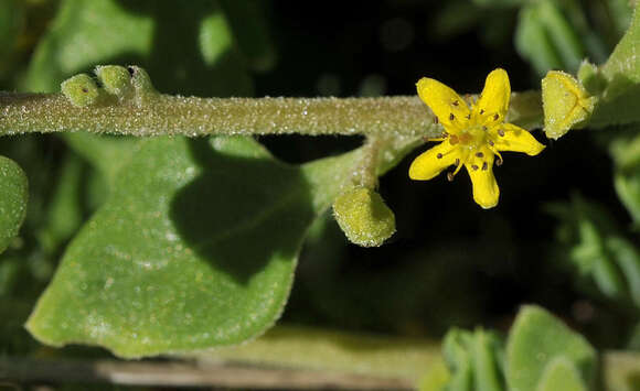 Sivun Tetragonia implexicoma (Miq.) Hook. fil. kuva