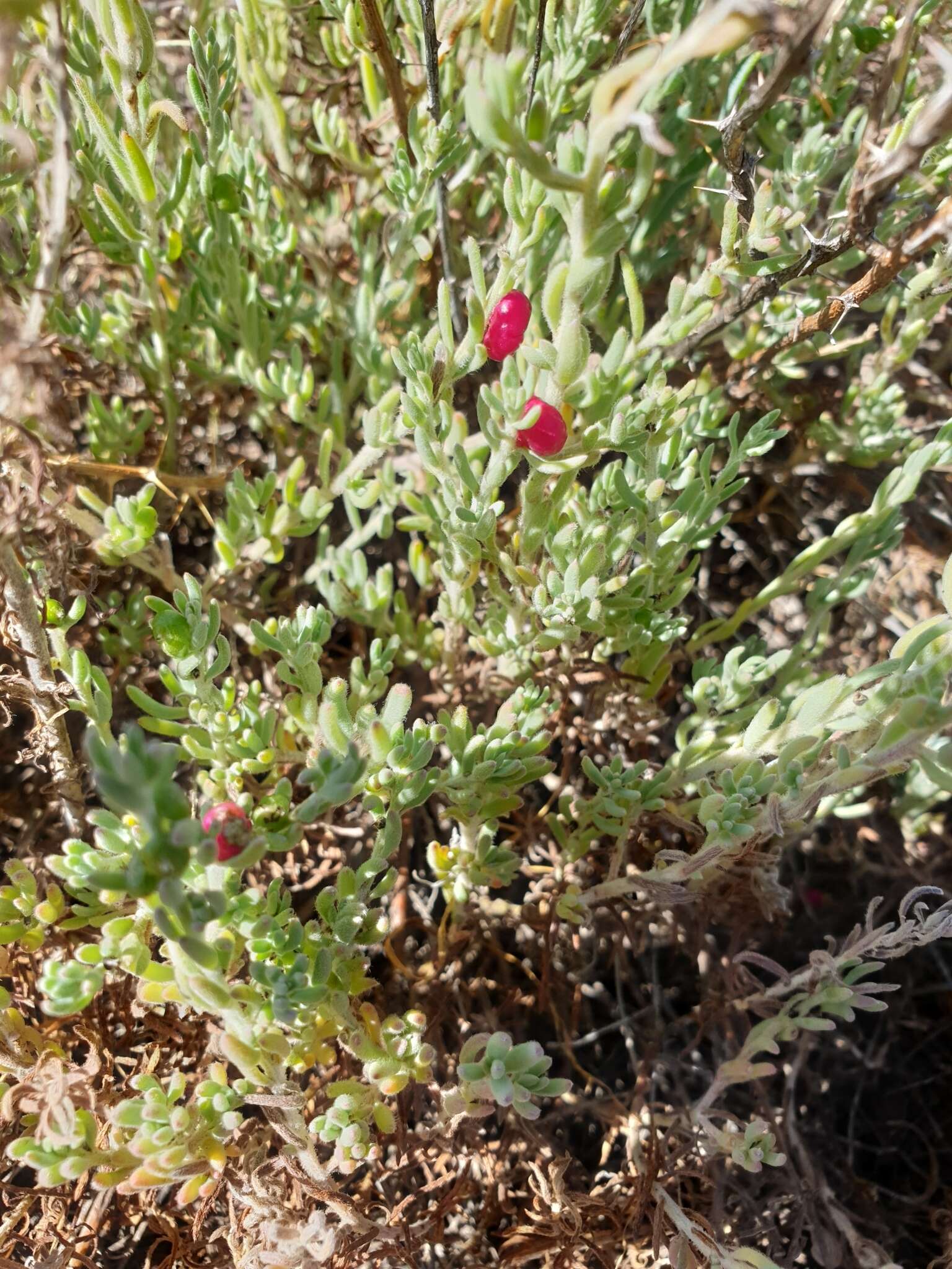 Imagem de Enchylaena tomentosa R. Br.