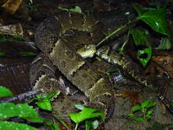 Imagem de Bothrops osbornei Freire-Lascano 1991