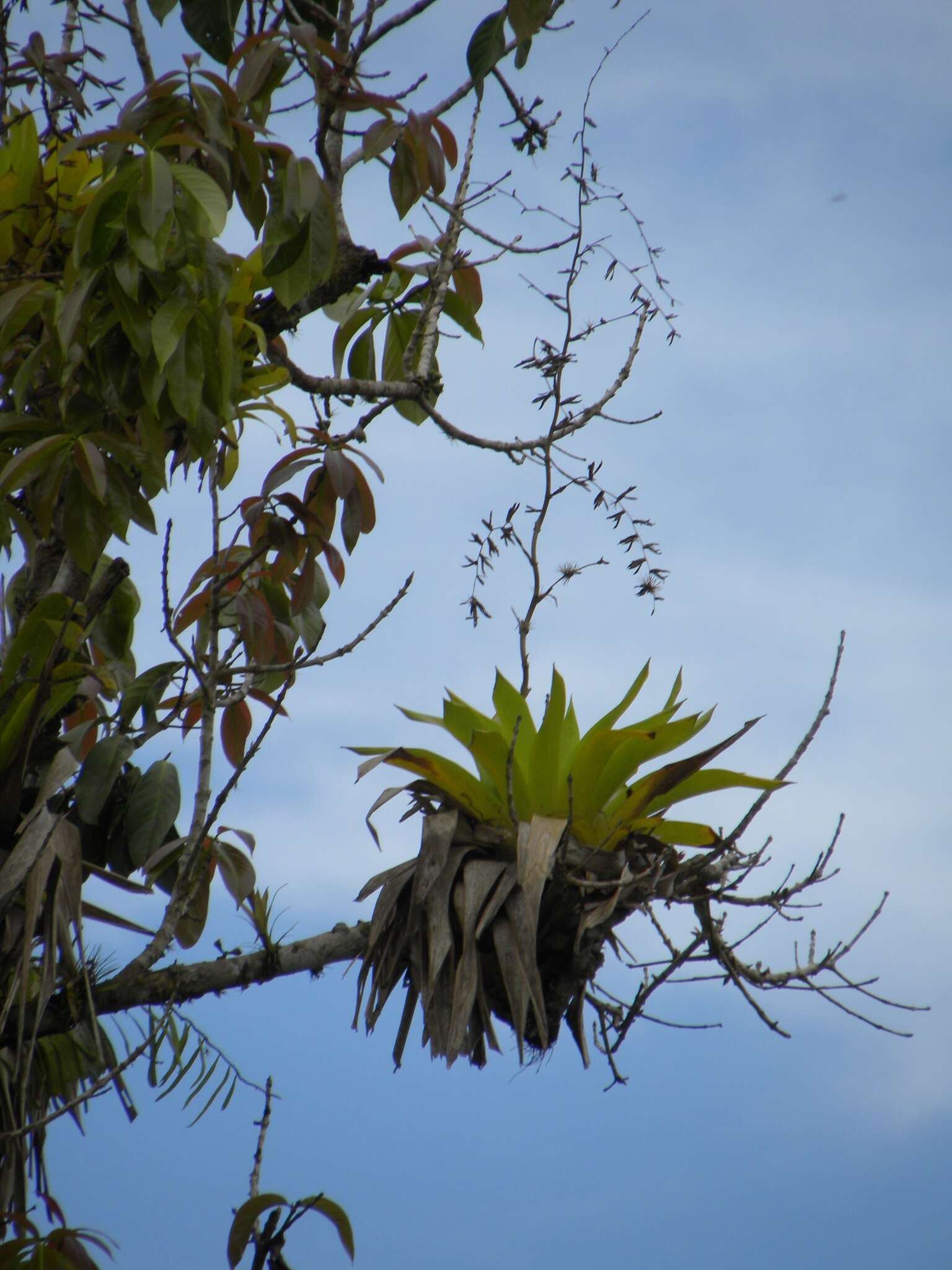 Image of Vriesea procera (Mart. ex Schult. & Schult. fil.) Wittm.