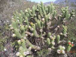 Image of cane cactus