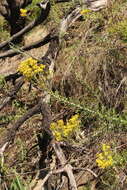 Image of Senecio haygarthii M. R. F. Taylor ex Hilliard