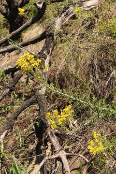 Image of Senecio haygarthii M. R. F. Taylor ex Hilliard