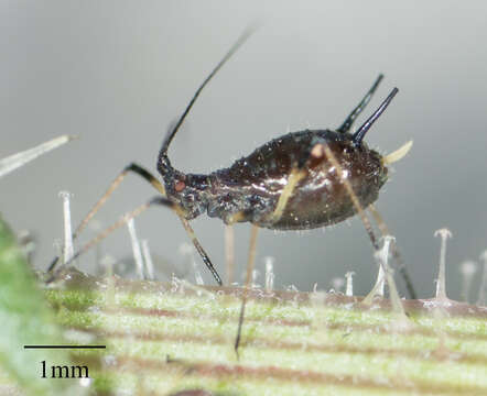 Image of Aphid